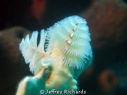 Christmas tree worm in Bonaire by Jeffrey Richards 